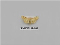 藏品(螟蛾252)的圖片